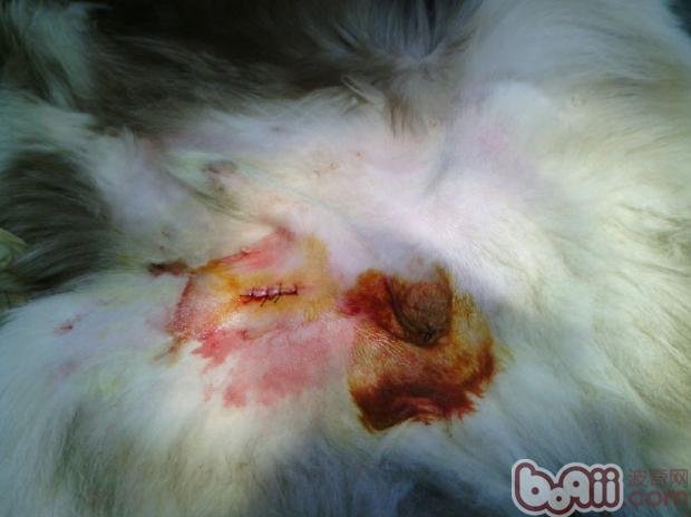 狗狗隐睾如何治疗