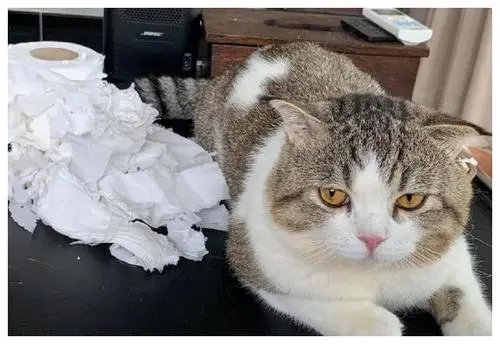 男子欠8万块钱不还，12只猫咪被拍卖抵债！主人的债猫咪还，合适吗？