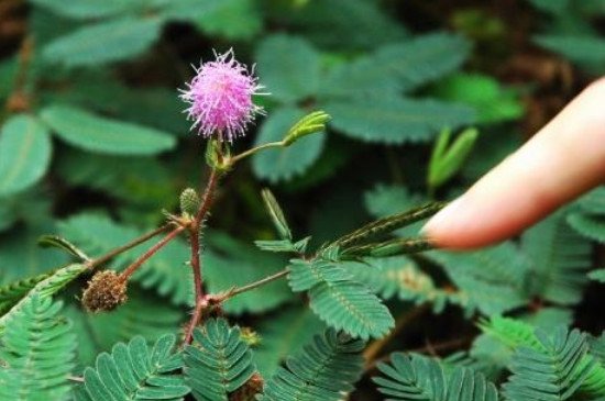含羞草和夜来香哪个有毒