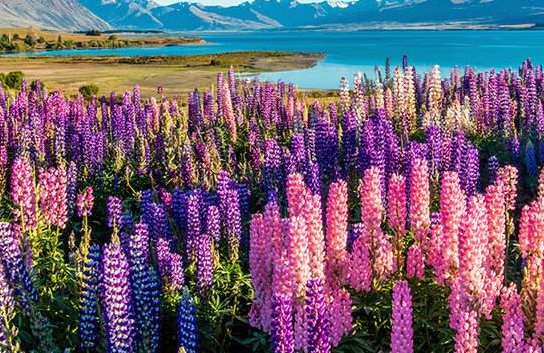 鲁冰花歌词为什么恐怖？