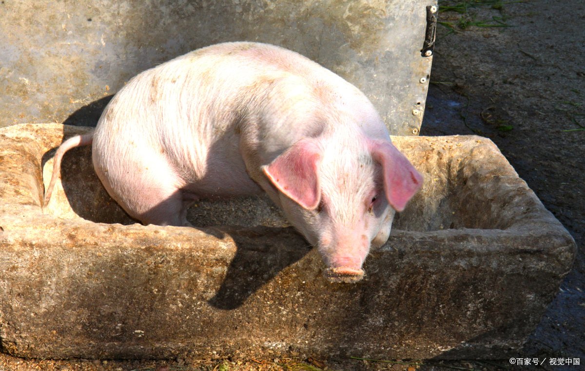 猪最早在什么时代就已经被广泛养殖呢？你知道吗？