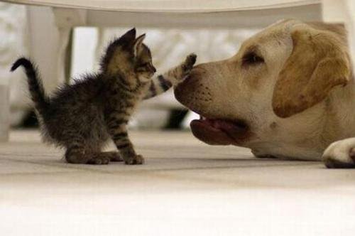 丹麦为什么捕杀1700万只水貂?