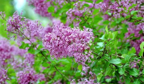 殷勤解却丁香结重放繁枝散诞春的意思