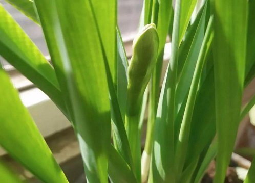 水仙花2到20天的高度变化是怎么样的?