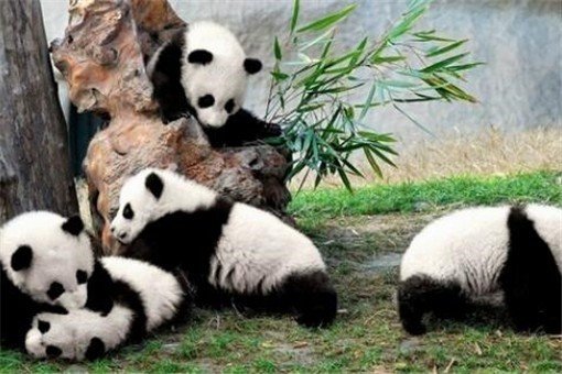 世界上最可爱的动物都有哪些？