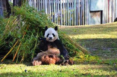 大熊猫热情跟游客击掌互动，为何网友纷纷被萌翻？