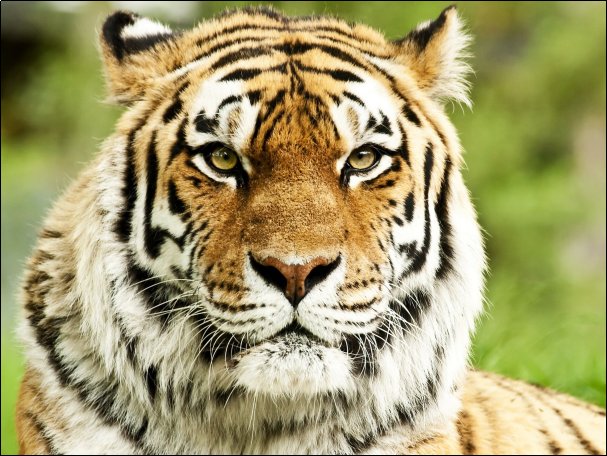 老虎是几级保护动物