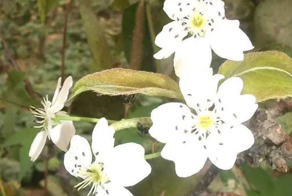 描写樊梨花的新韵七律好诗