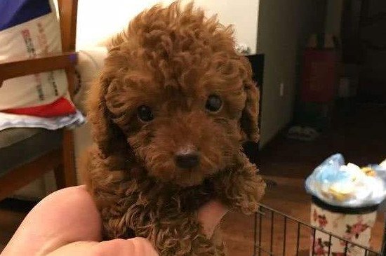 两个月泰迪晚上一直叫怎么办，让泰迪晚上不乱叫的5个方法