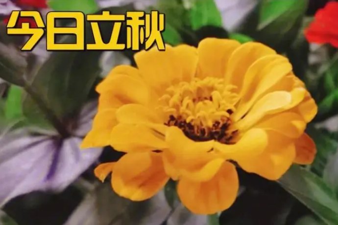 今年是几点立的秋