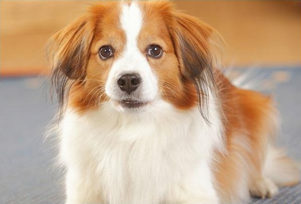 心如死灰是什么动物