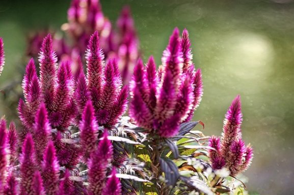 后庭花什么意思