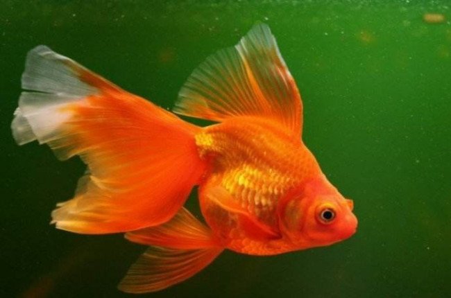 两眼外秃大嘴巴,有个尾巴比身大,青草假山来相伴,绽放朵朵大红花打一动物名