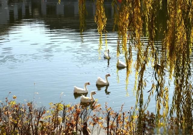 江碧鸟逾白山青花欲燃的意思 江鸟逾白山花欲燃是感觉的什么现象