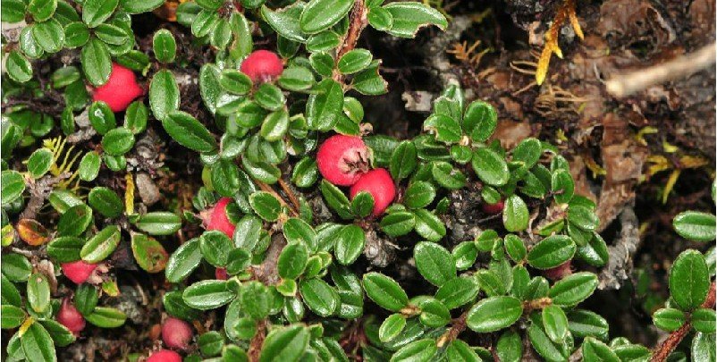 匍匐栒子的园林用途