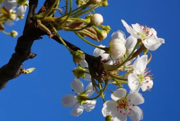 描写樊梨花的新韵七律好诗