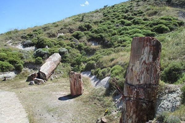 希腊发现2000万年前化石树，这究竟有多罕见？