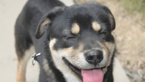 “五喜不请自来，家中能人辈出”，5喜是啥？