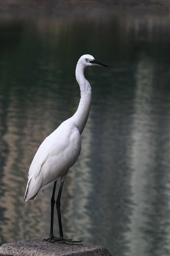 白鹭课文的主要内容？