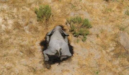 津巴布韦再现大象神秘死亡，最新的调查结果是什么