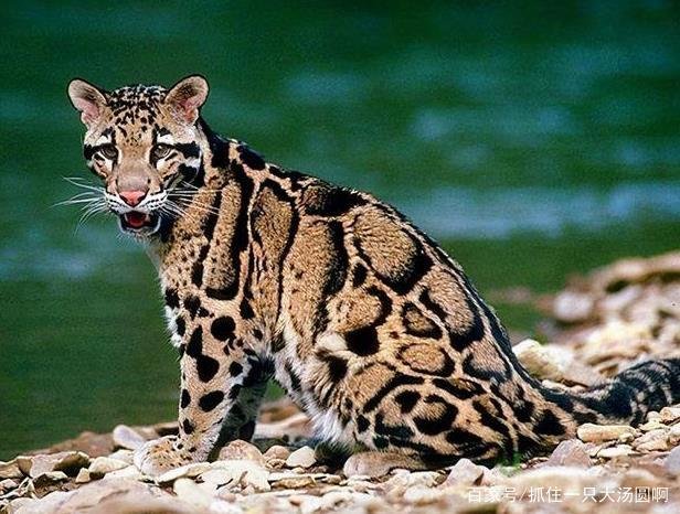 专家判定第三只豹子或已死亡，该事件如何定责？