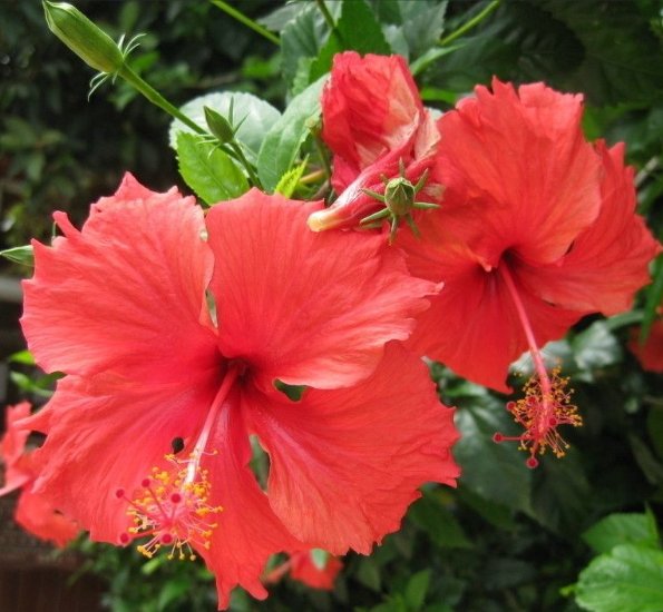 高考考完后送什么花