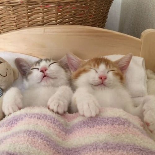 某高校规定学生7点半必须起床，这样规定的目的是什么？