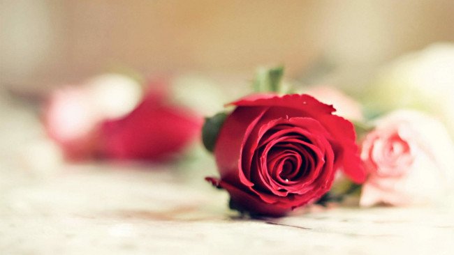 3月14号是什么节日啊？