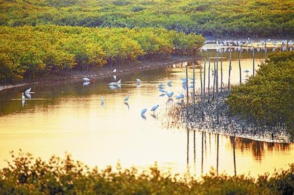 如何看待广西北海红树林大片消失？