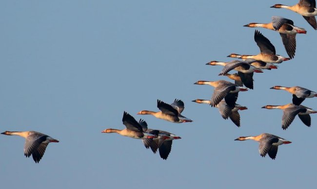 大雁北飞是在什么季节？