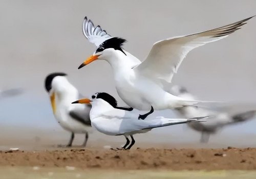 近百只“神话之鸟”飞抵青岛，极危鸟类停留胶州湾！这种鸟类有何特点？
