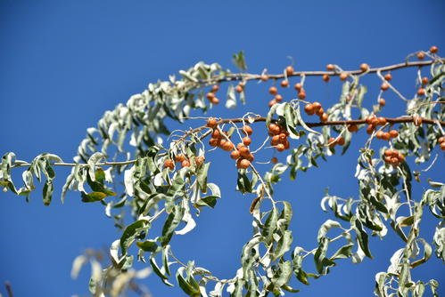 目前有哪些植物适合在盐碱地生长?