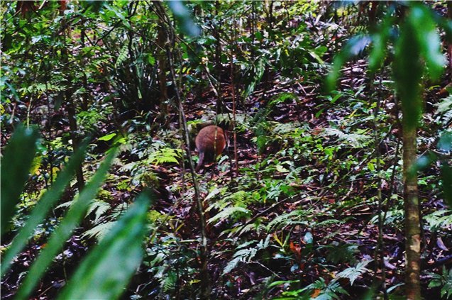 地球上的物种为何千奇百怪？是什么影响的？