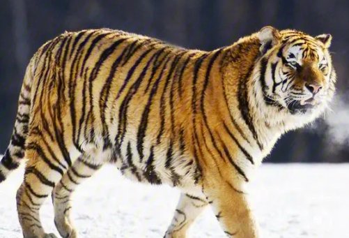 中国十大最强的老虎排名