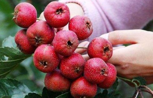 蚂蚁庄园山楂和西瓜哪个含糖量高?