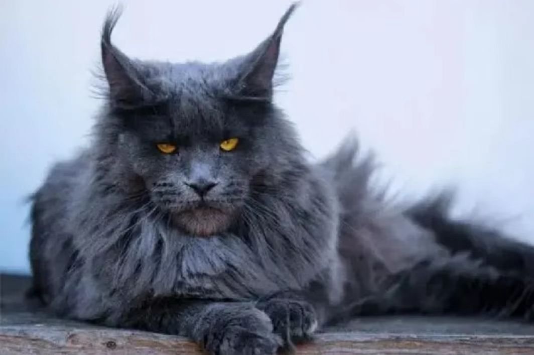 缅因猫因太胖被误当猞猁送到保护站，缅因猫为啥可以长这么胖？