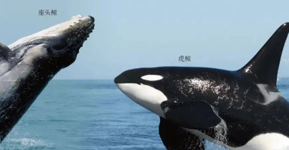 虎鲸为什么怕座头鲸