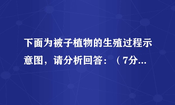 下面为被子植物的生殖过程示意图，请分析回答：（7分）  （1）在被子植物的生殖过程中，将来发育成果实的