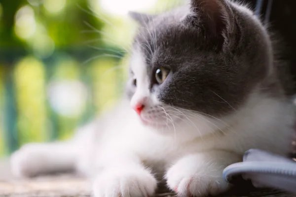 7只小猫全神贯注看《猫和老鼠》,猫咪真的能看懂吗?