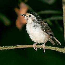 鹪鹩科的该科种类