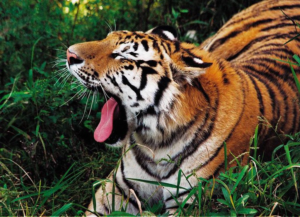 迎虎年,动物园的老虎们在雪地里撒欢儿,它们的生活习性是怎样的?