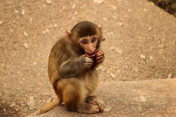 演古劝今的动物