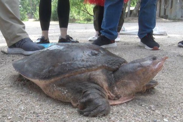 46斤百年巨鳖上岸被捉，村民是如何处理这只巨鳖的？