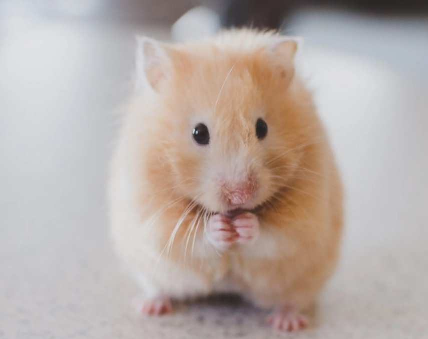 虎年思路清晰额,德才兼备的生肖,都有哪些?