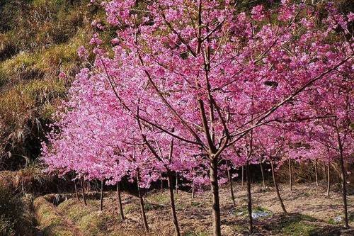樱的拼音和组词和部首