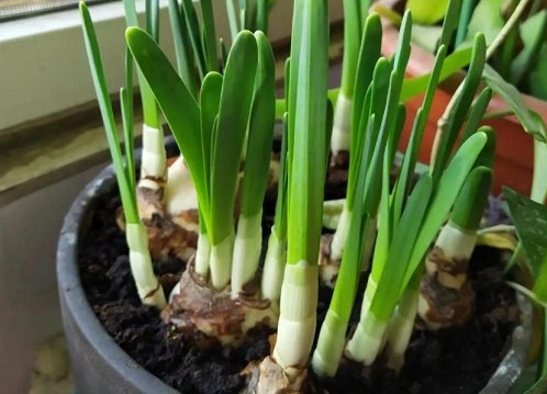 水仙花2到20天的高度变化是怎么样的?