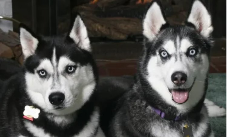 色中饿鬼打一个动物