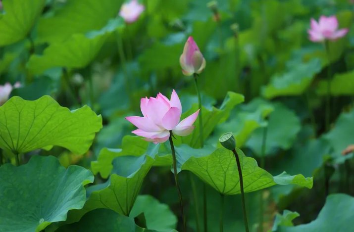 杭州西湖的荷花几月份开