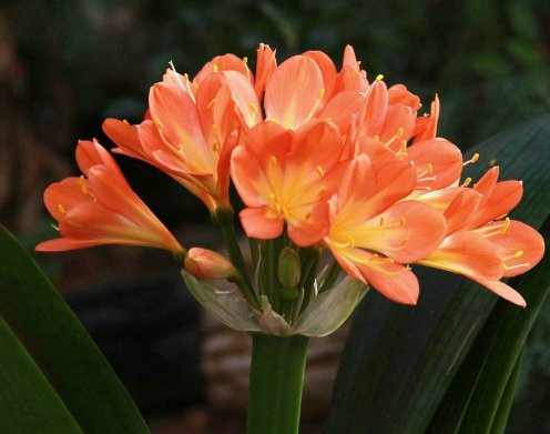 高考考完后送什么花