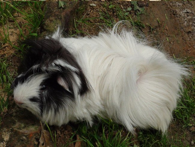 逆毛绒豚的介绍